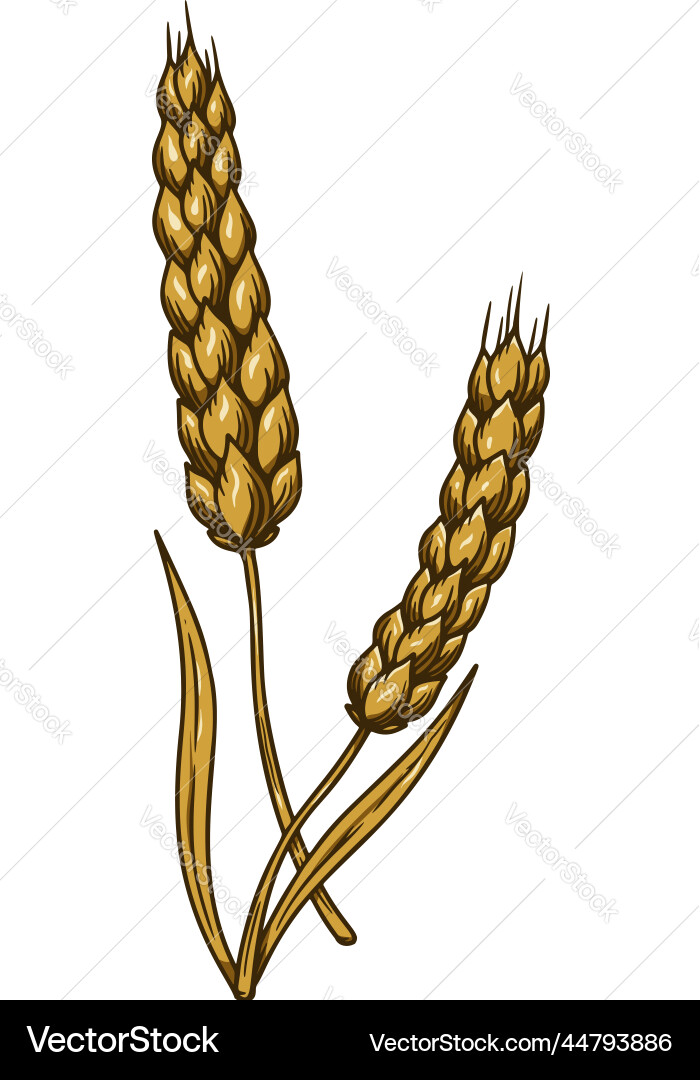 Wheat spikelet in engraving style design element vector image