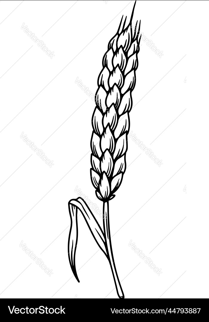 Wheat spikelet in engraving style design element vector image