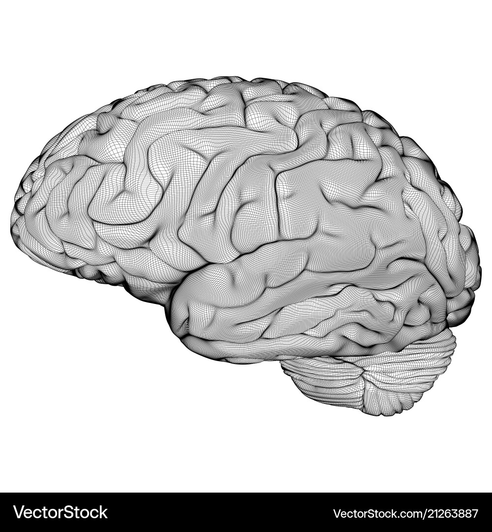 Wireframe brain Wireframe brain vector image