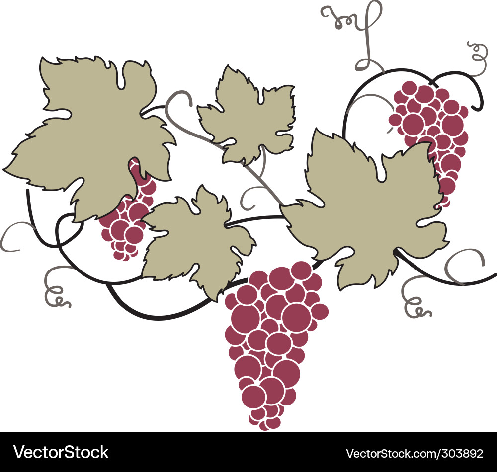 Decorative grape vine Vector Image