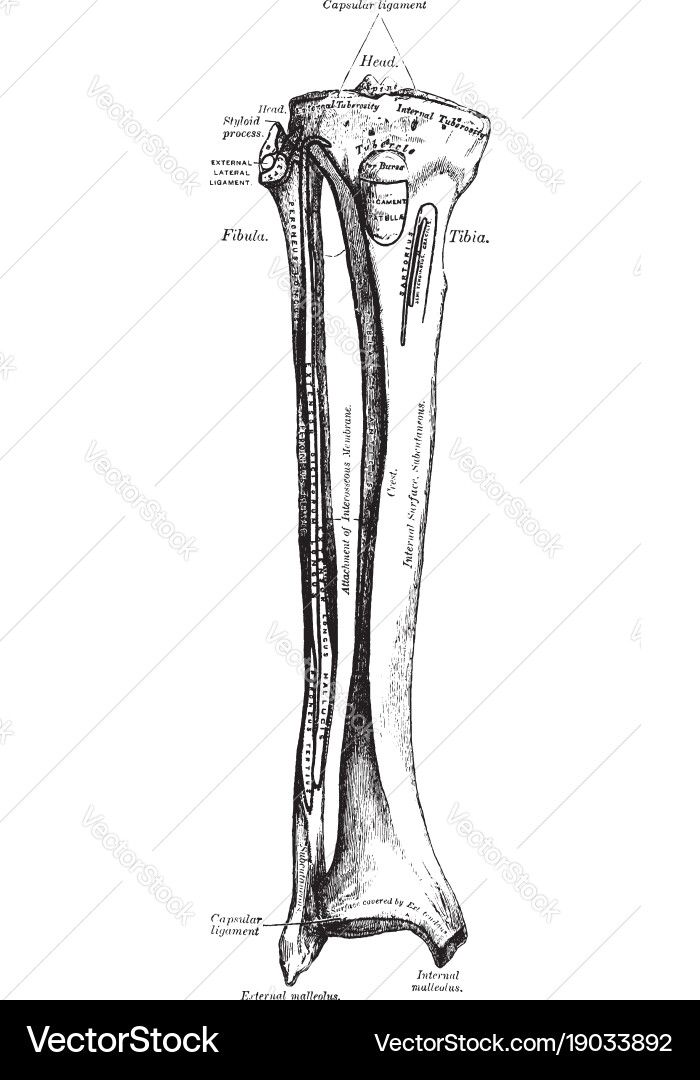 Tibia and fibula vintage Royalty Free Vector Image