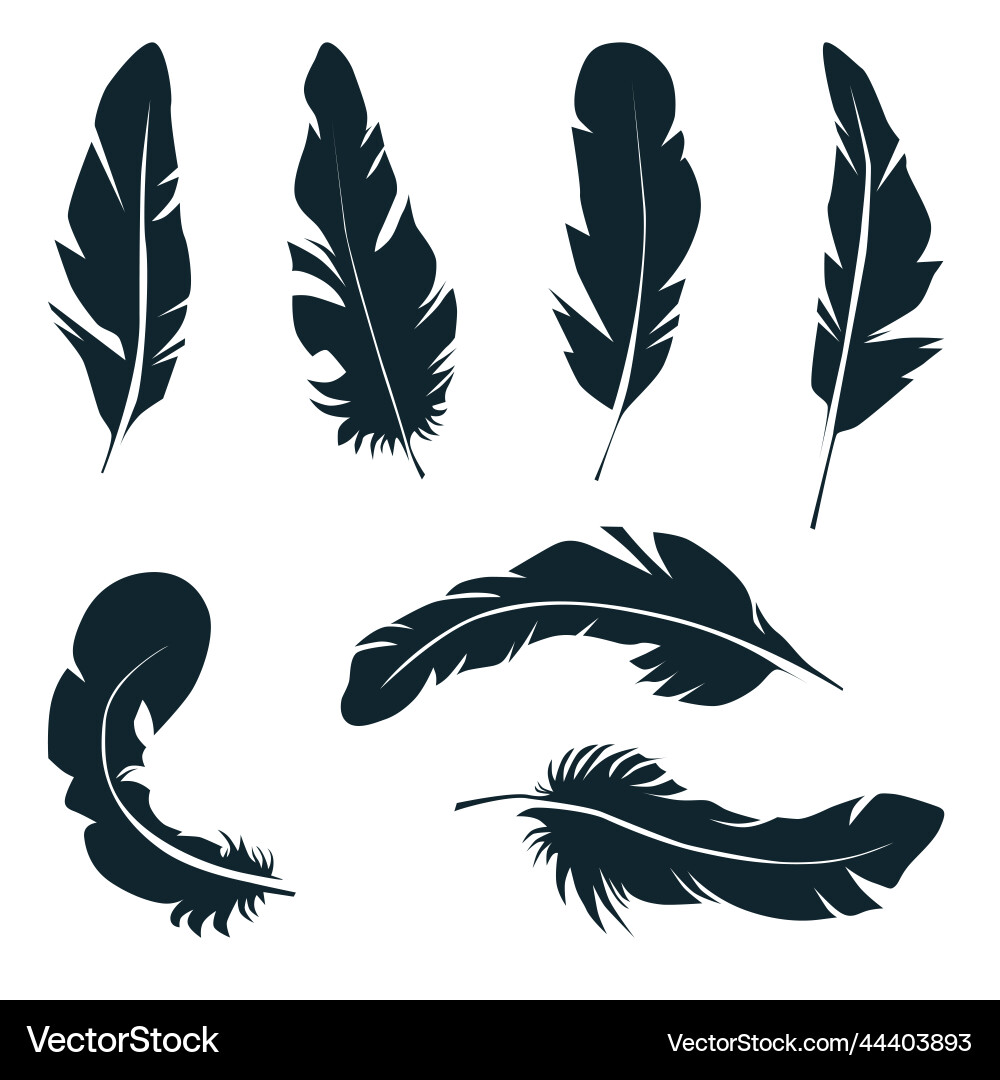 Feathers of different shapes in black on a white Vector Image