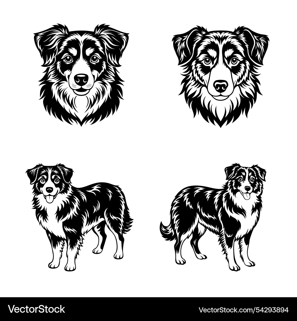 Australian shepherd dog svg image Royalty Free Vector Image