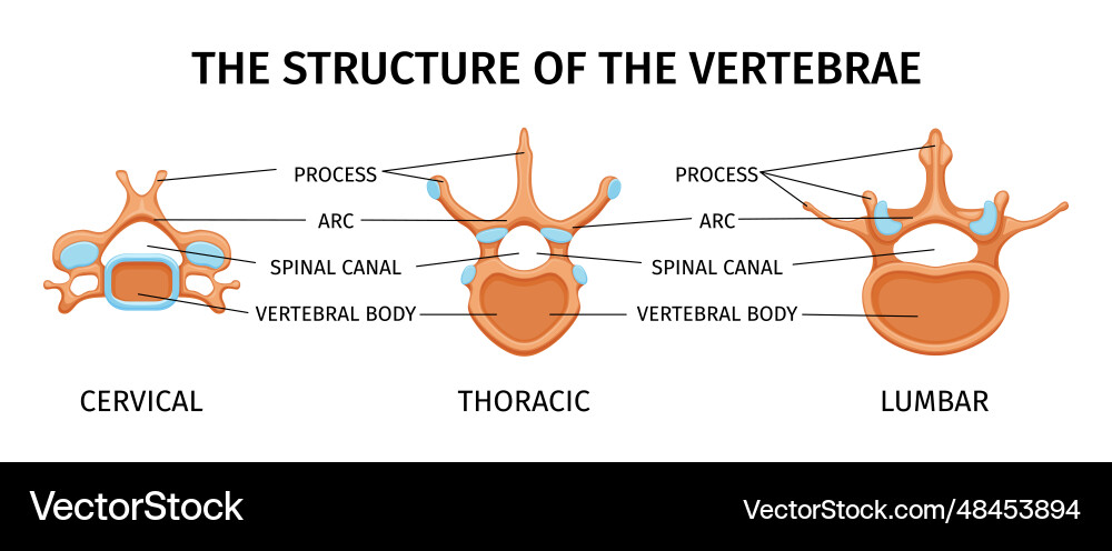 Structure of vertebrae composition Structure of vertebrae composition vector image