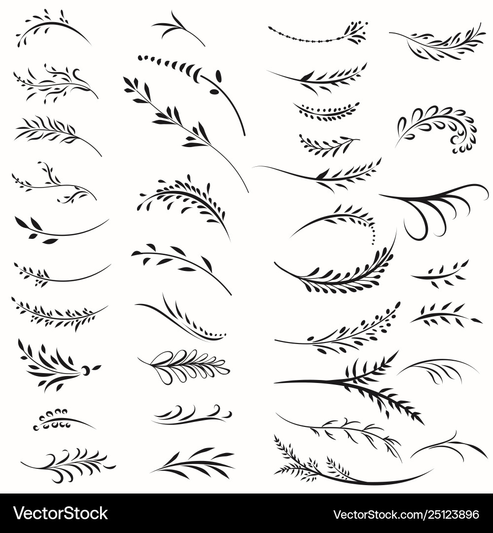 Floral Calligraphic Branches - Vintage Style vector image