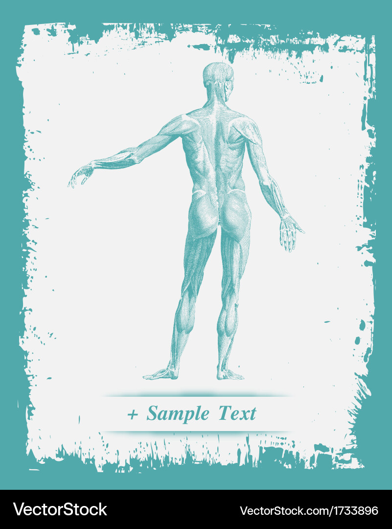 Menschliche Anatomiestudie Vektorbild