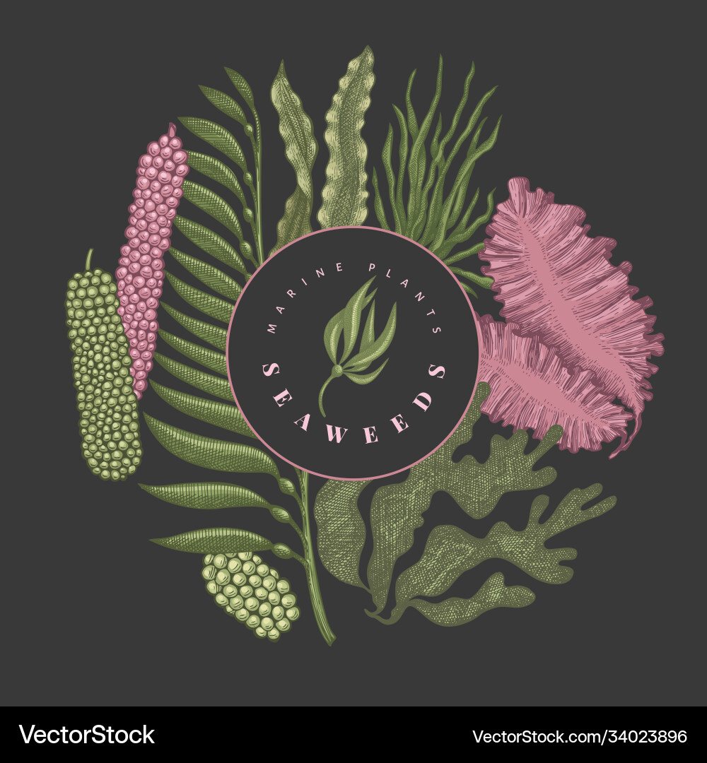 Seaweed color design template hand drawn seaweeds Vector Image