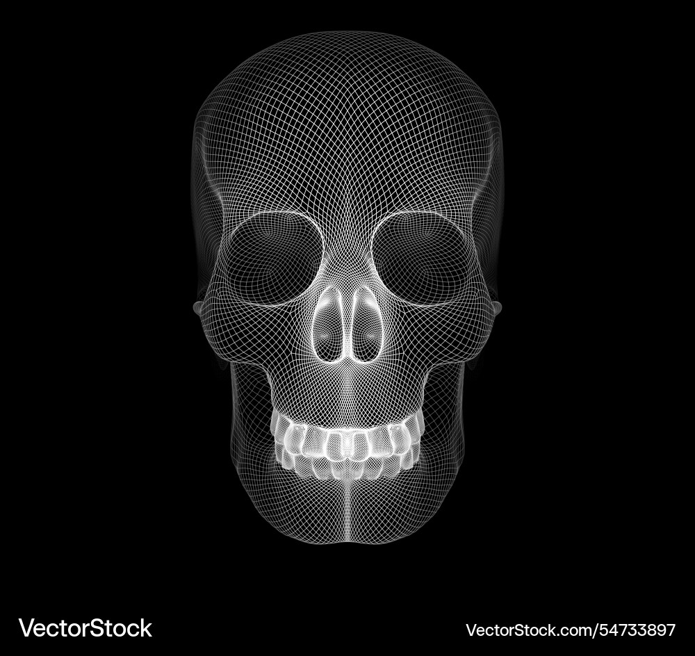 3D Grid Skull Model Vector Image