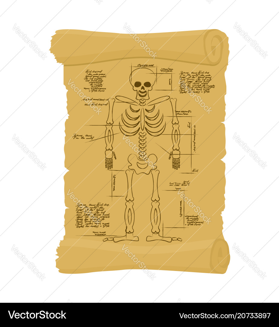 Ancient scroll of skeleton archaic papyrus Vector Image