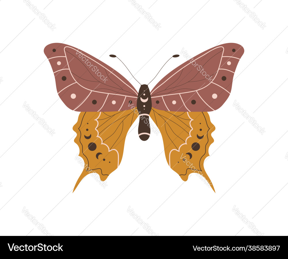 Boho butterfly insect with celestial elements Boho butterfly insect with celestial elements vector image