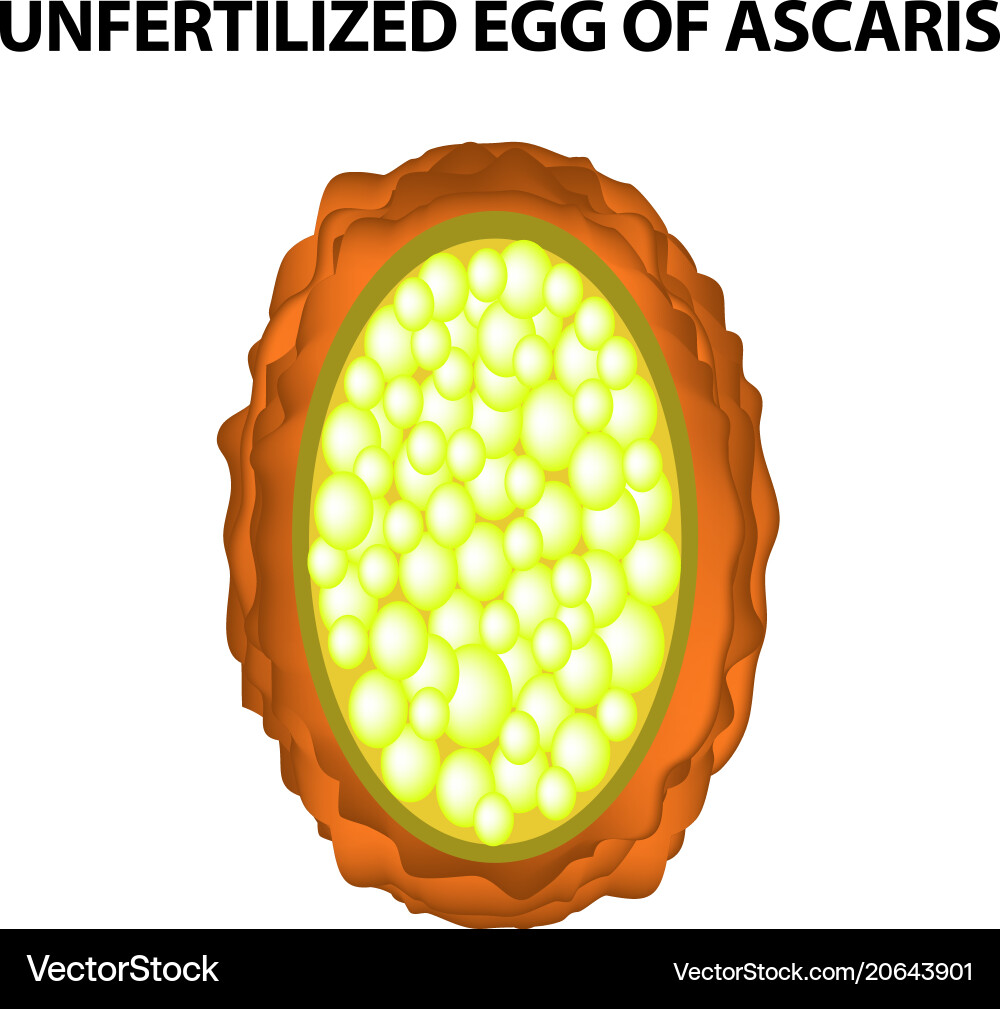 Eier des Rundwurms unfruchtbare Ascaris-Eier Eier des Rundwurms unfruchtbare Ascaris-Eier vektorbild