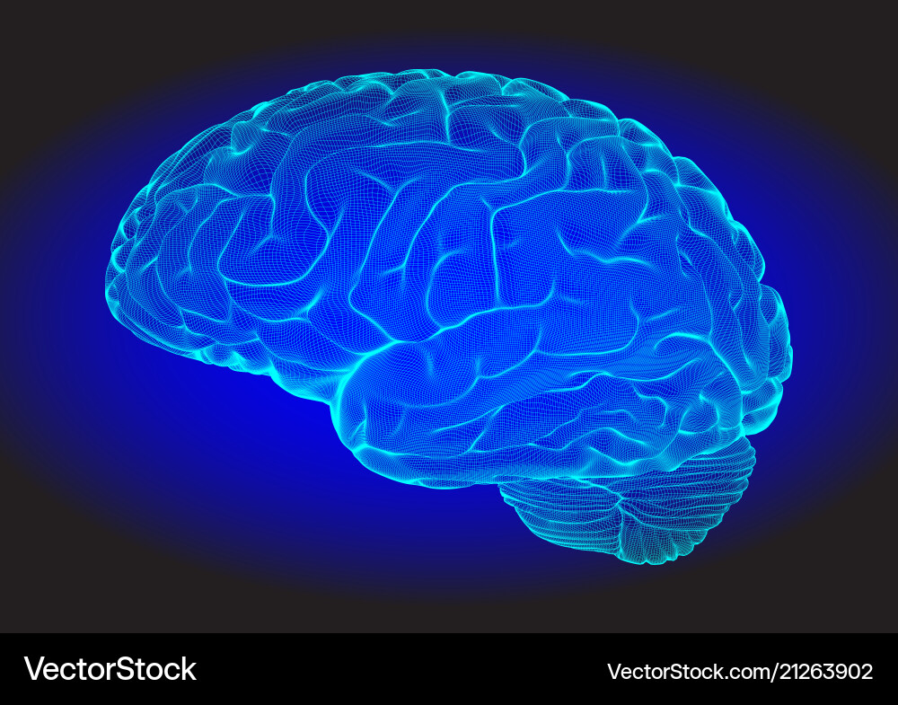 Wireframe brain Wireframe brain vector image