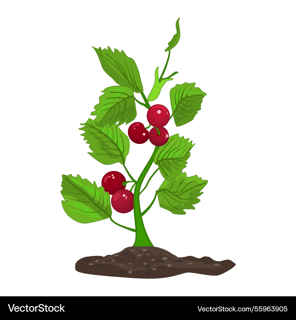 Plant with berry isolated on white background Plant with berry isolated on white background vector image