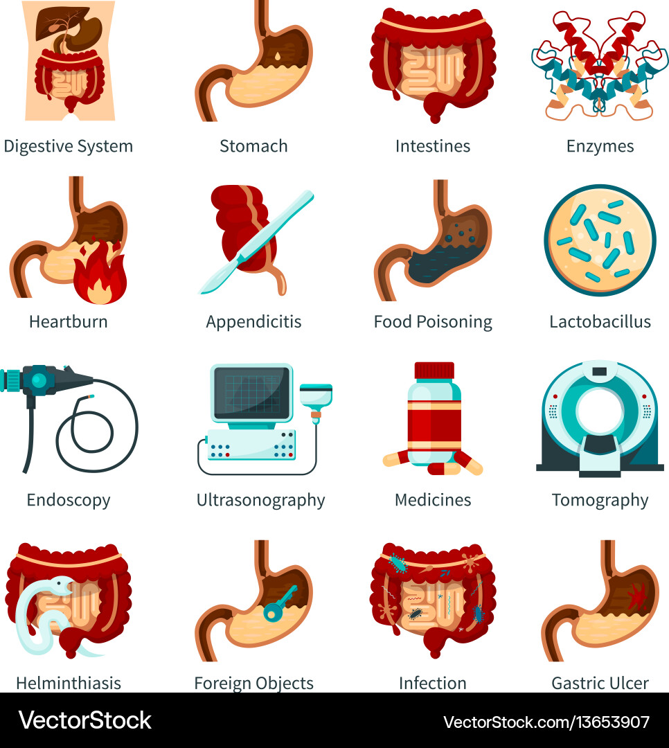 Digestive system flat icon set vector image