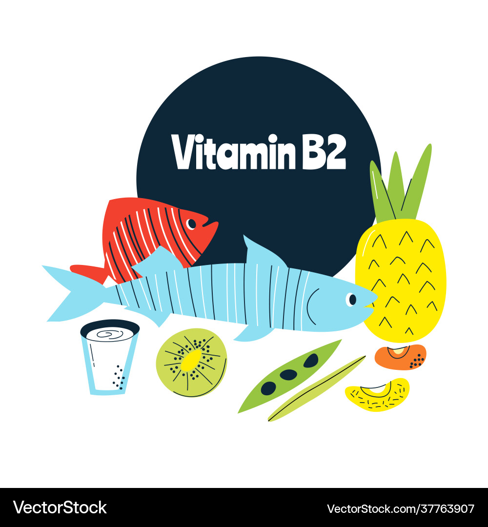 Main food sources vitamin b2 healthy Main food sources vitamin b2 healthy vector image
