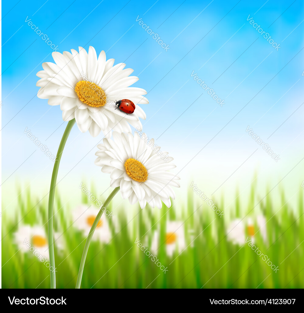 Spring Daisy Field with Ladybug vector image
