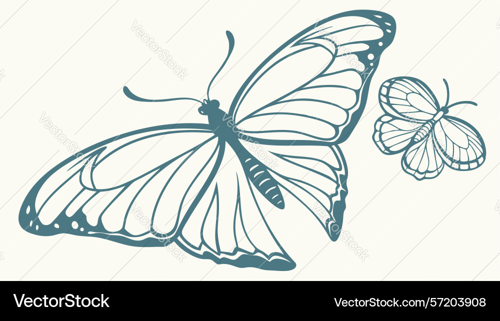Delicate butterfly with intricate wing patterns Vector Image