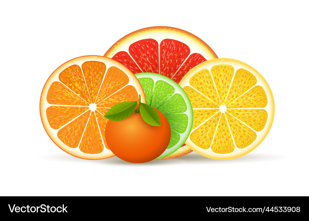 Orange tangerine lemon grapefruit Royalty Free Vector Image