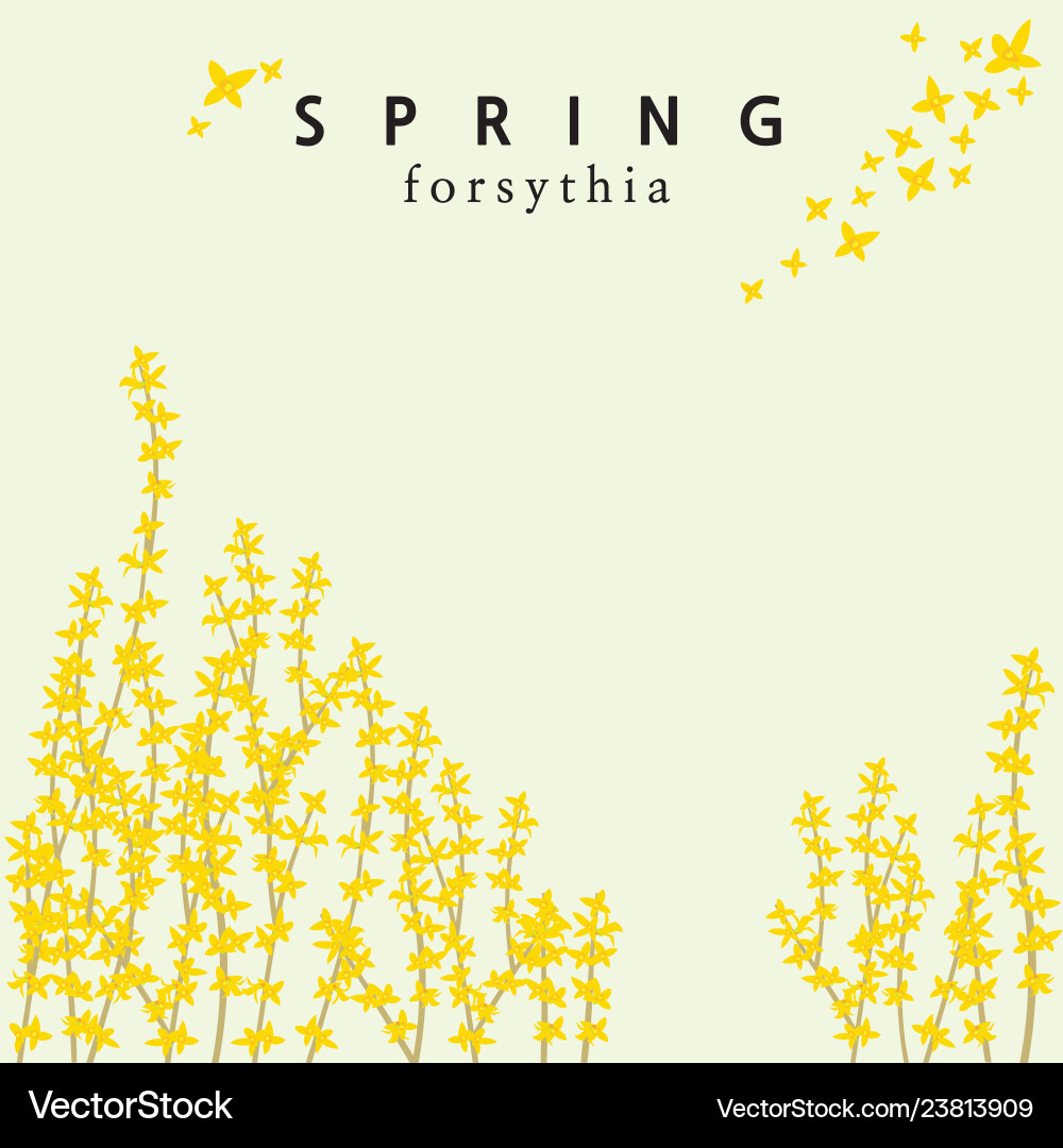 Forsythia Spring Template Vector Image