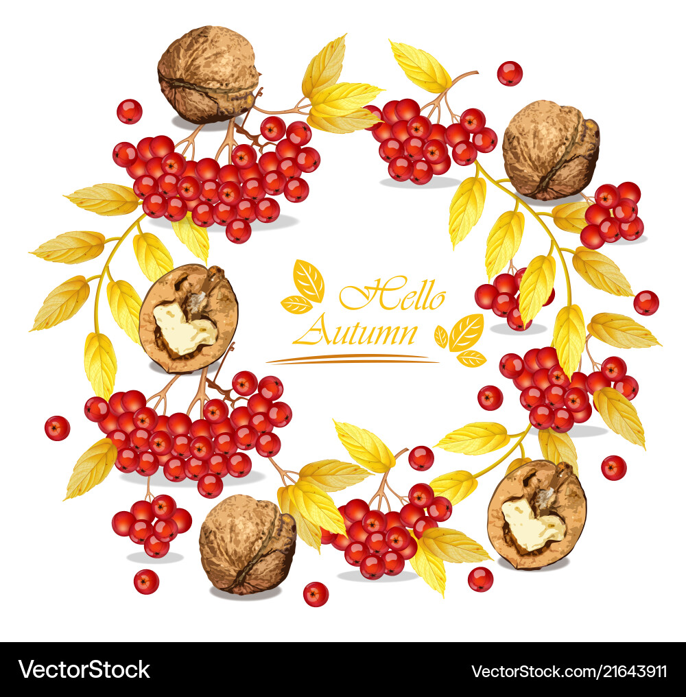 Autumn wreath walnuts and mountain ash Autumn wreath walnuts and mountain ash vector image