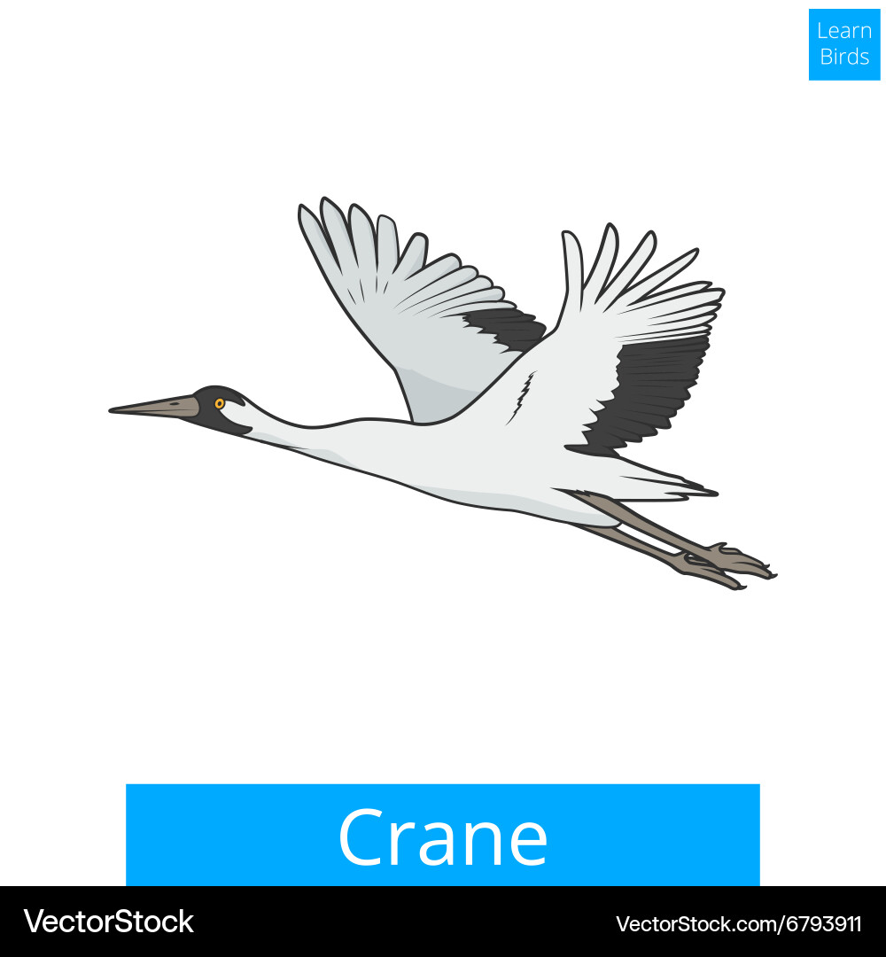 Crane learn birds educational game Vector Image