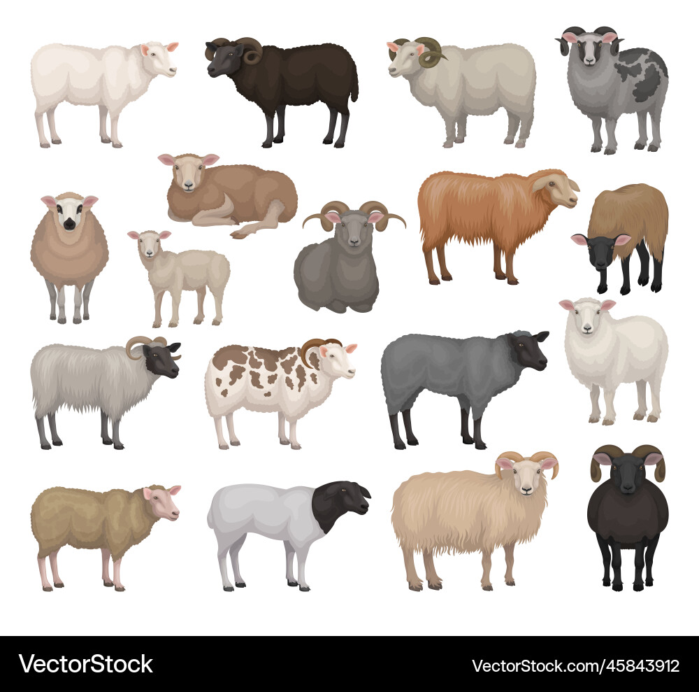 Sheep and rams of different breeds collection Sheep and rams of different breeds collection Vector Image