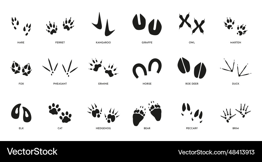 Animal footsteps horse fox bear and cat paw track Animal footsteps horse fox bear and cat paw track vector image