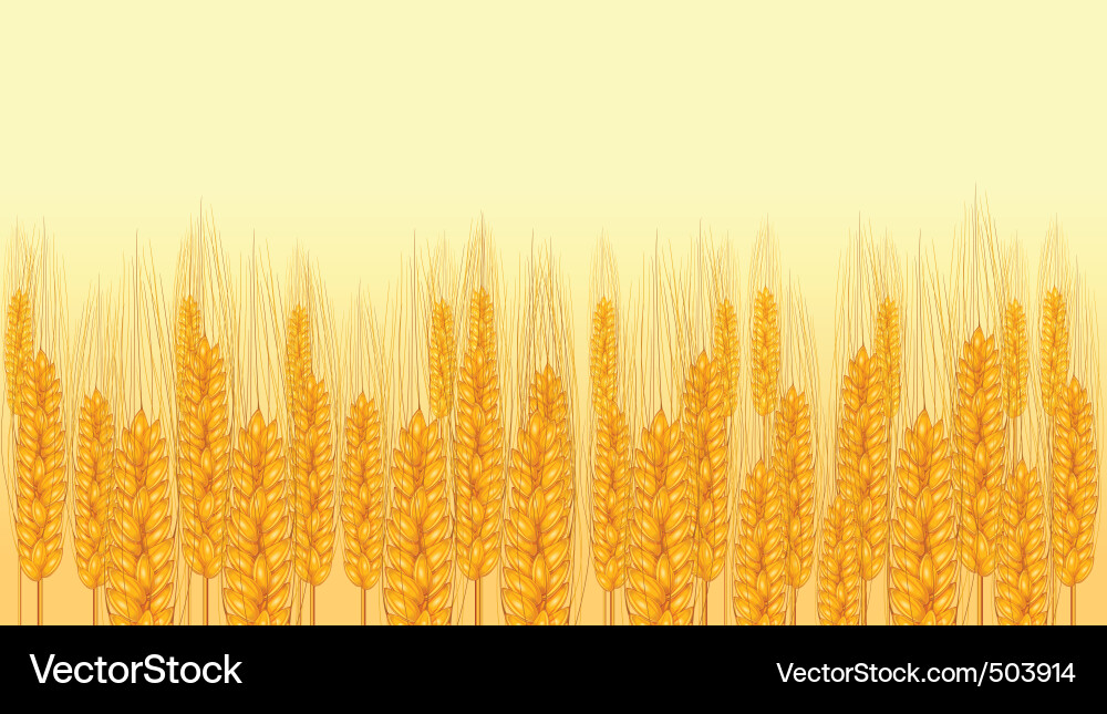 Ripe Wheat Ear Vector Image
