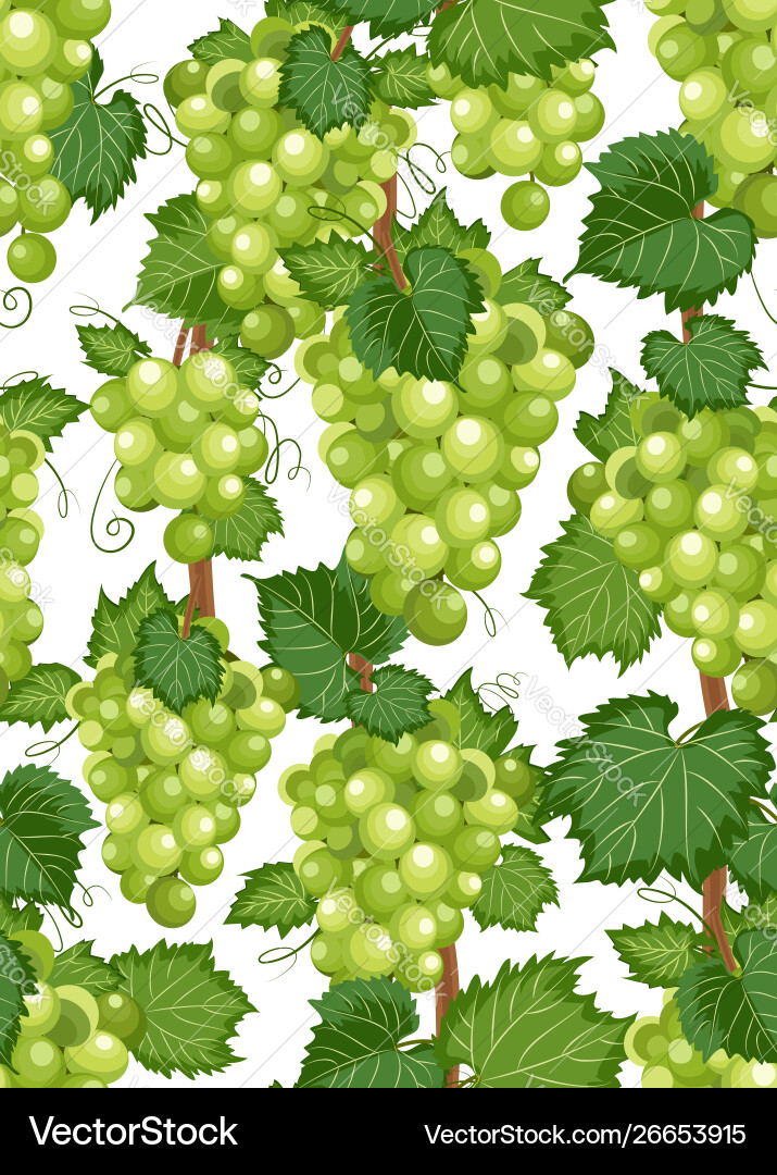 Grape Vine Pattern - White Background vector image
