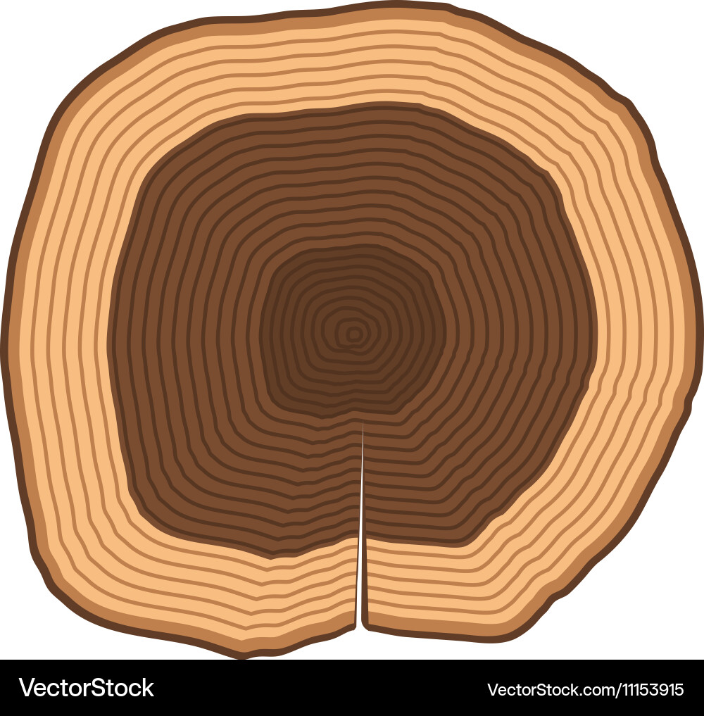 Tree slices isolated vector image