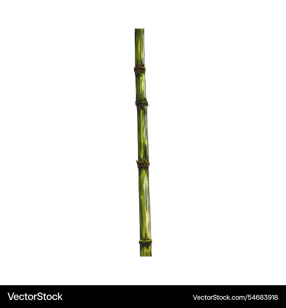 Bamboo plant stalk color sketch hand drawn Bamboo plant stalk color sketch hand drawn vector image
