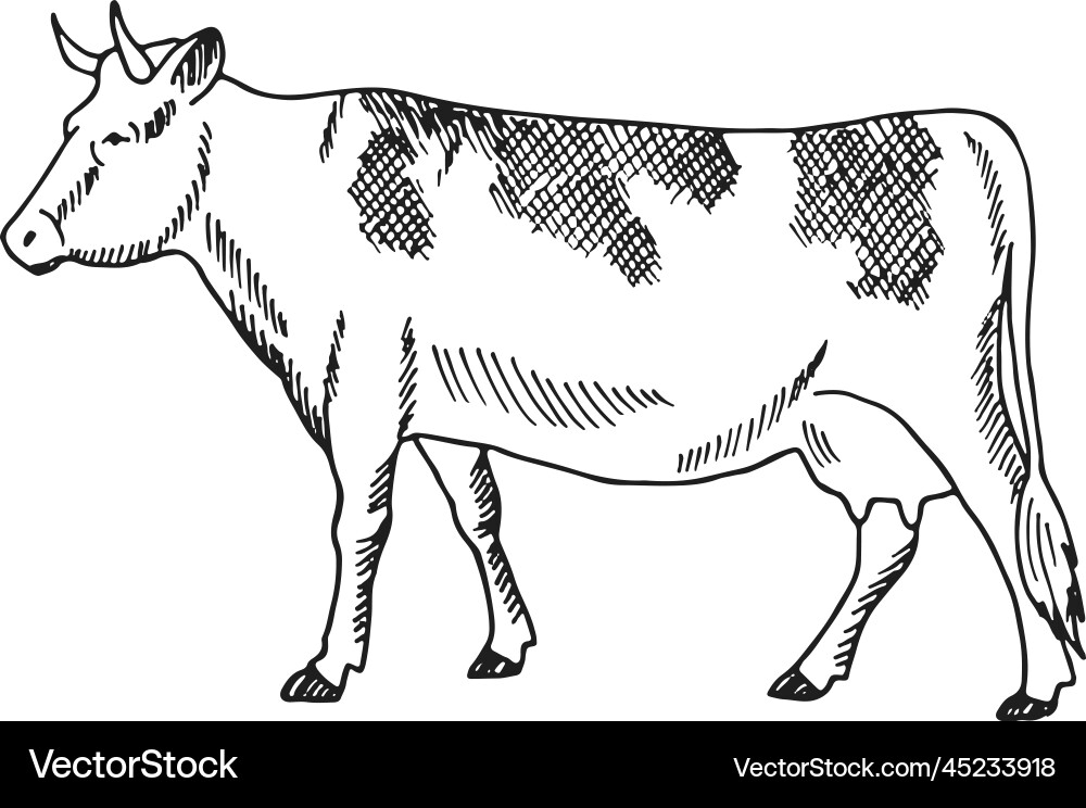 Cattle Sketch - Farm Animal Vector Image