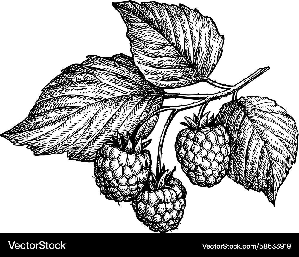 Raspberry branch with leaves ink sketch Raspberry branch with leaves ink sketch Vector Image