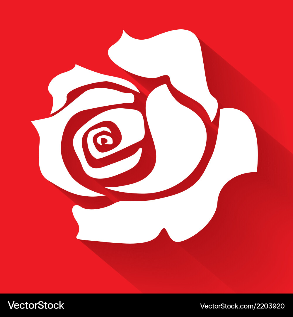 White rose Royalty Free Vector Image - VectorStock