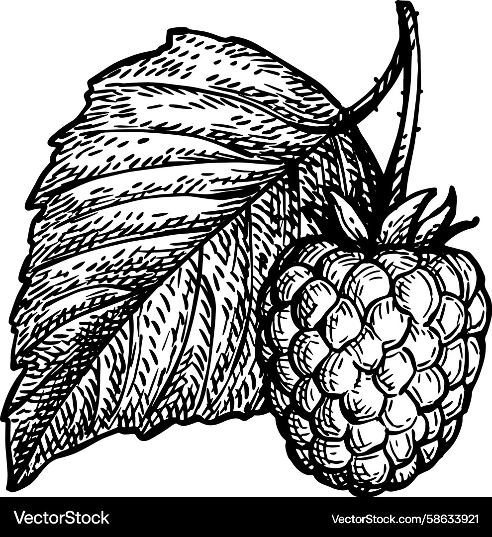 Raspberry with leaf ink sketch Raspberry with leaf ink sketch Vector Image