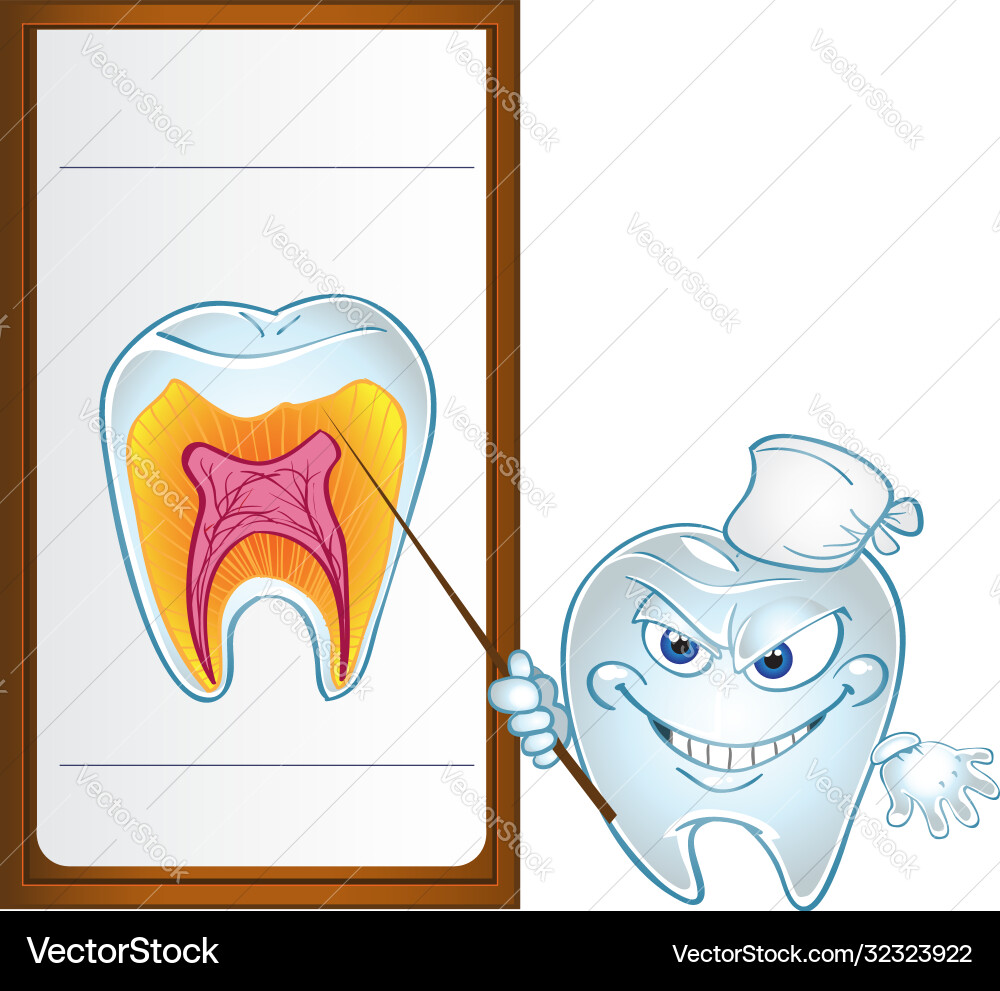 Tooth with pointer display teeth in section Tooth with pointer display teeth in section vector image
