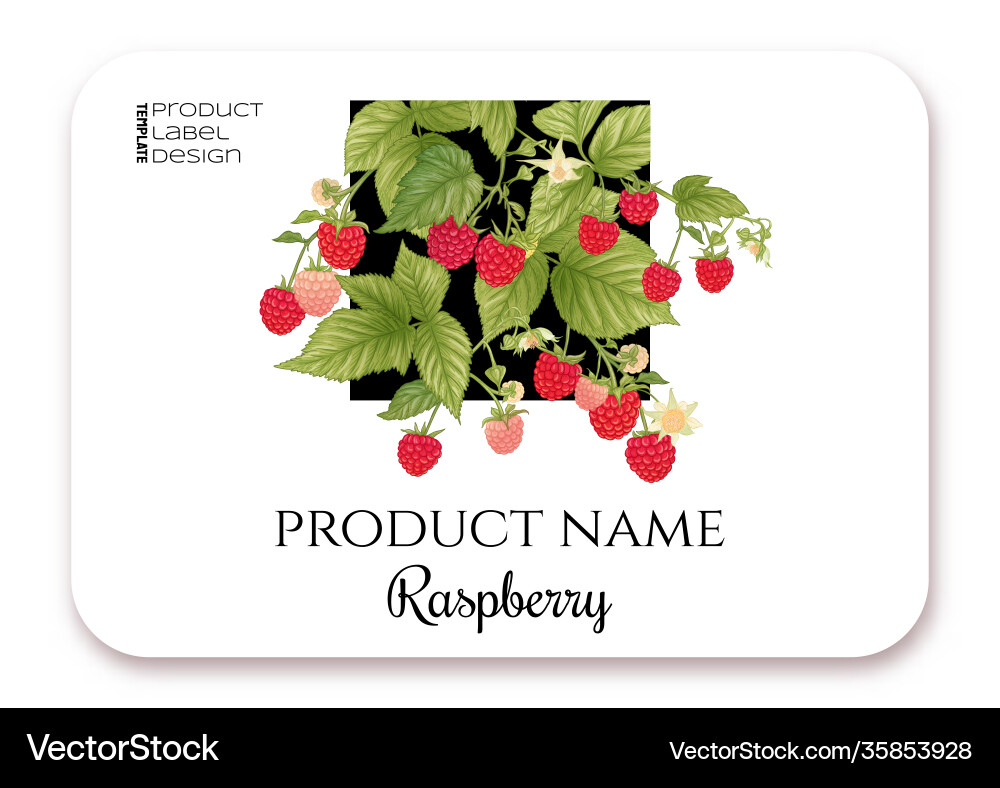 Raspberry ripe berries on branch template Raspberry ripe berries on branch template Vector Image