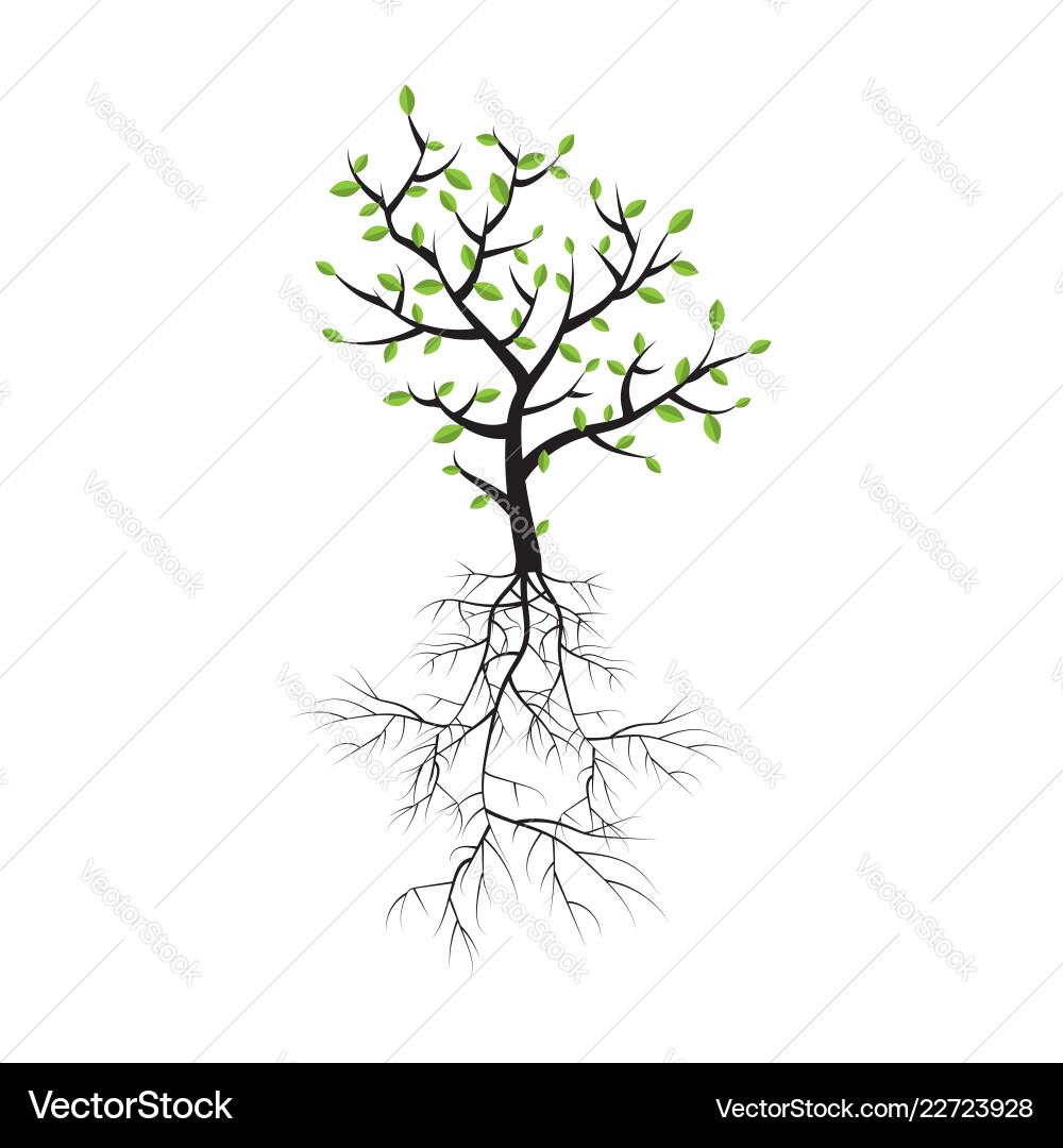 Spring tree with roots and foliage Vector Image