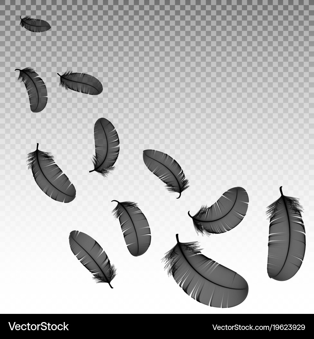 Detailed Black Swan Feathers Vector Image