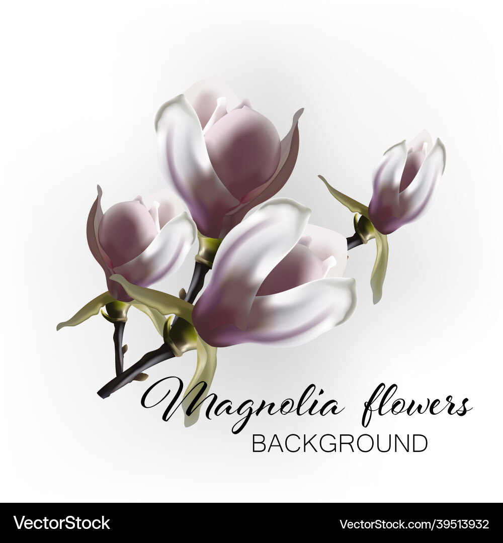 Branch of blooming magnolia flowers Branch of blooming magnolia flowers vector image