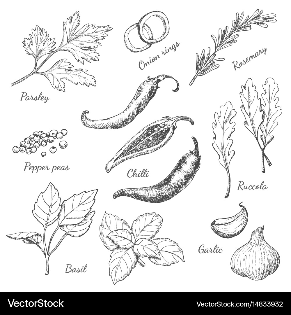 Set of spices in sketch style vector image