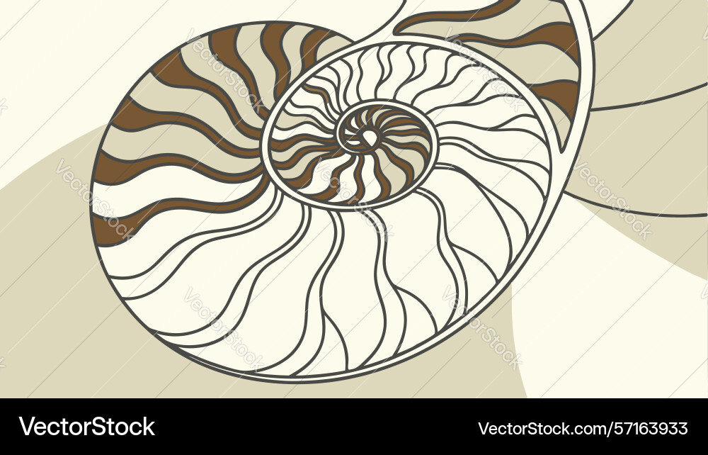 Elegant spiral pattern of a nautilus shell design vector image