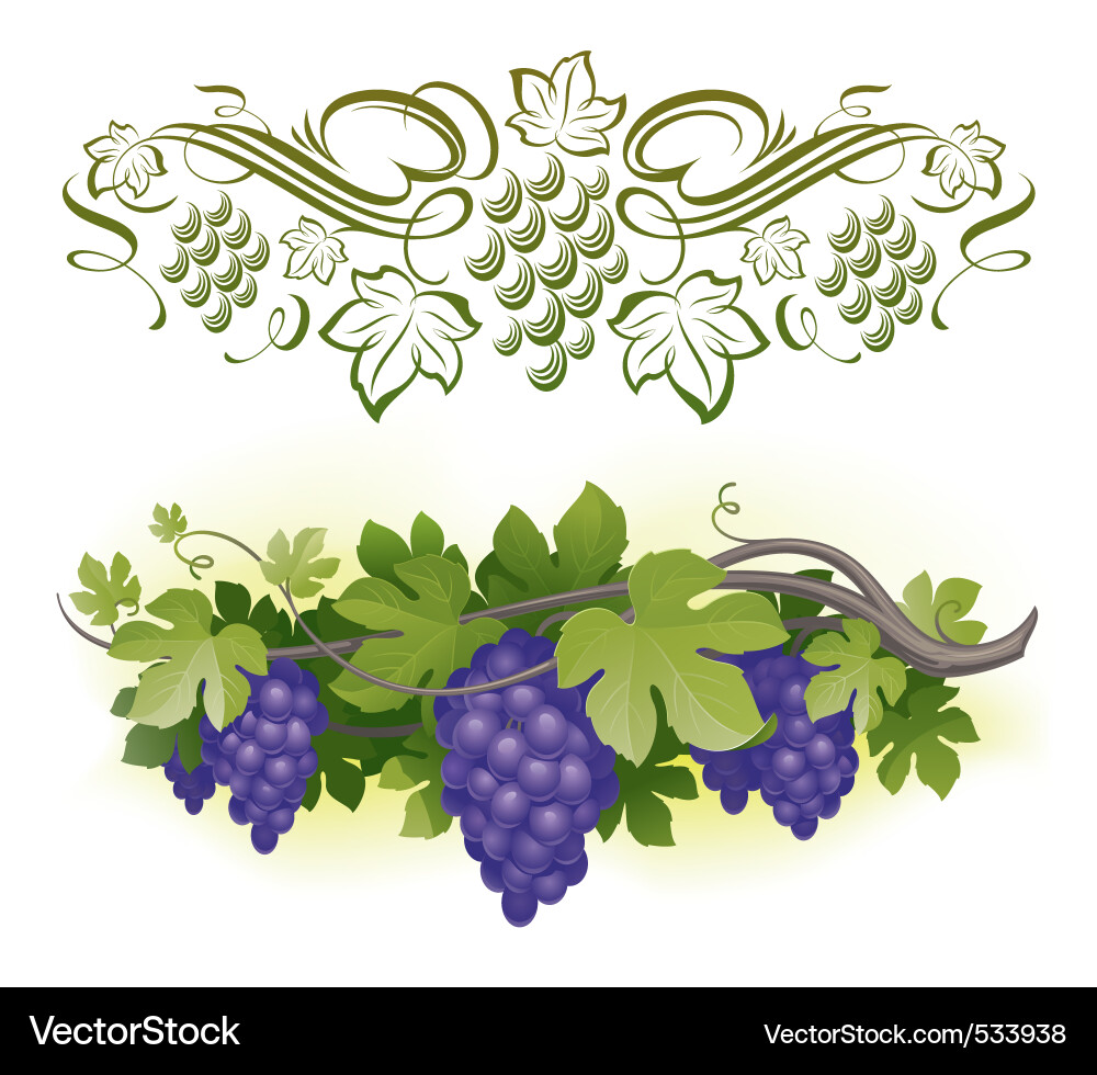 Grapes and Vine Ornament vector image