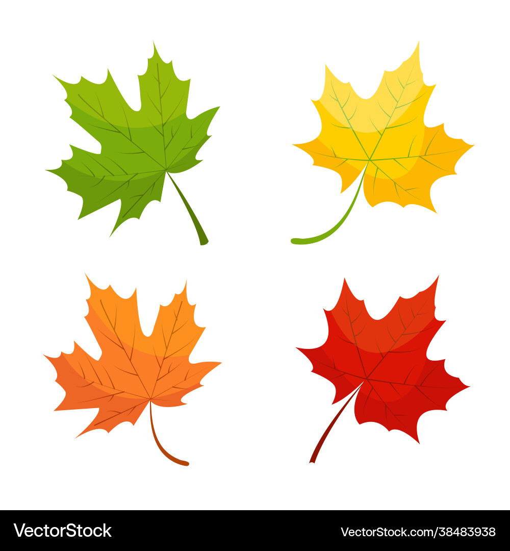 Maple leaf icons in red yellow and green colors Maple leaf icons in red yellow and green colors vector image