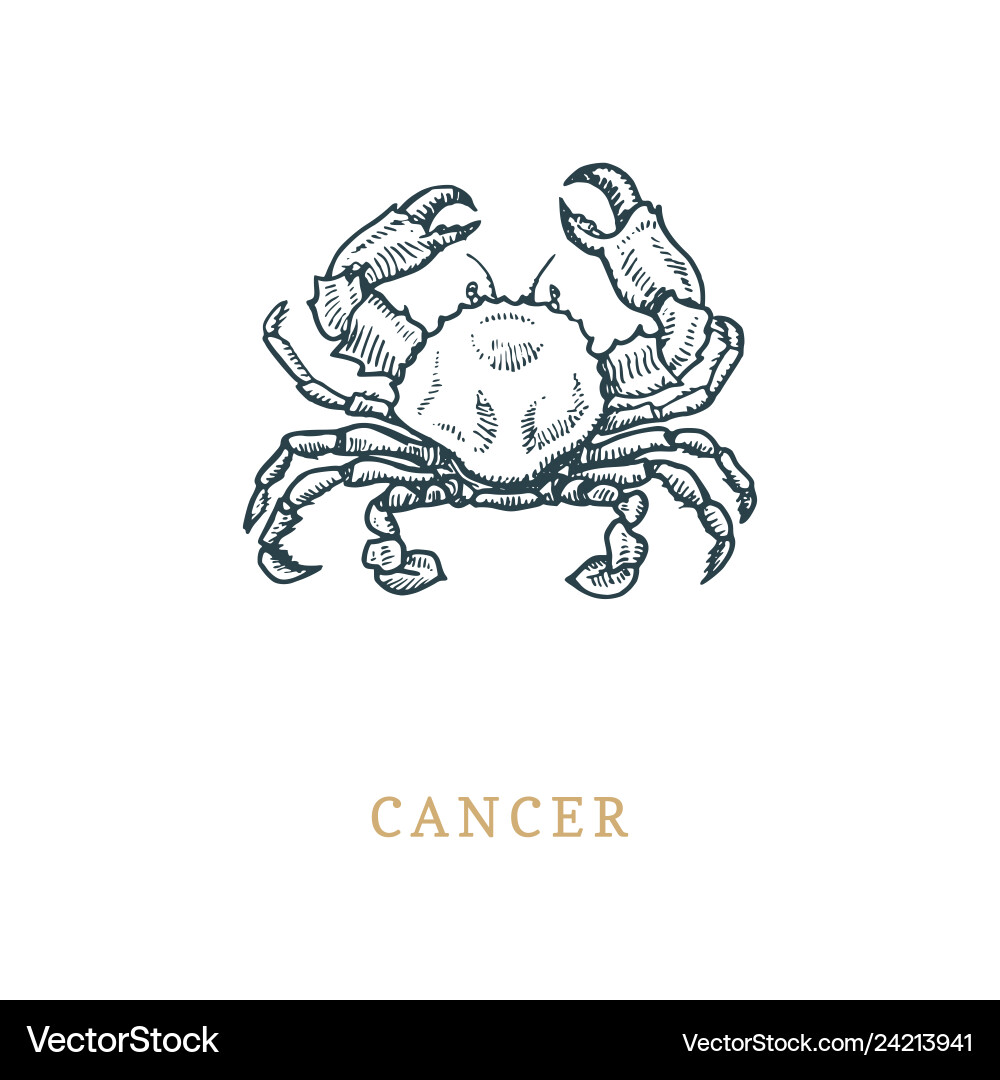 Cancer zodiac symbol hand drawn in engraving Cancer zodiac symbol hand drawn in engraving vector image