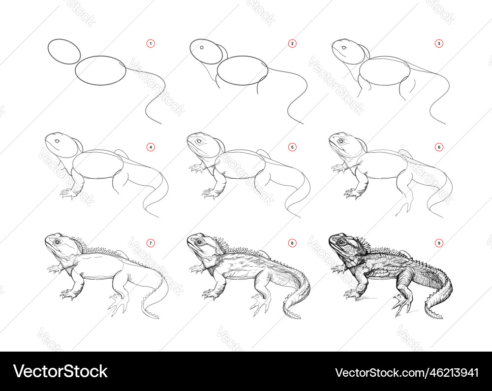Learn to Draw: Lizard Sketch Tutorial vector image