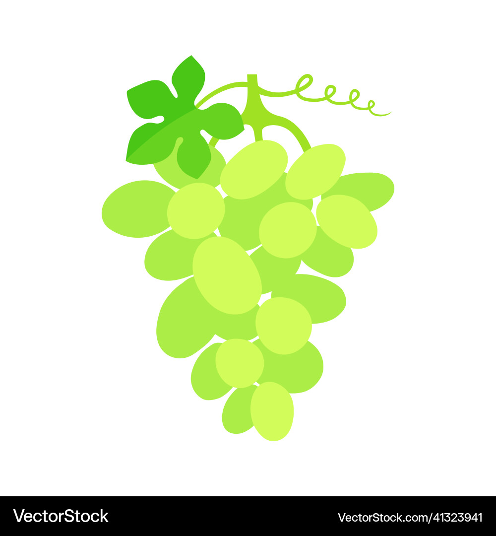 White grape cluster with a leaf flat Vector Image