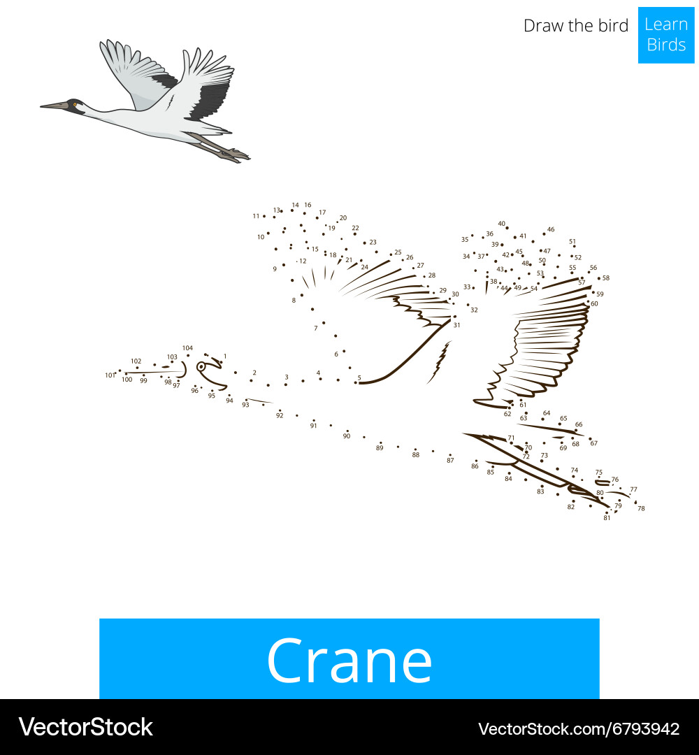 Crane bird learn to draw Vector Image