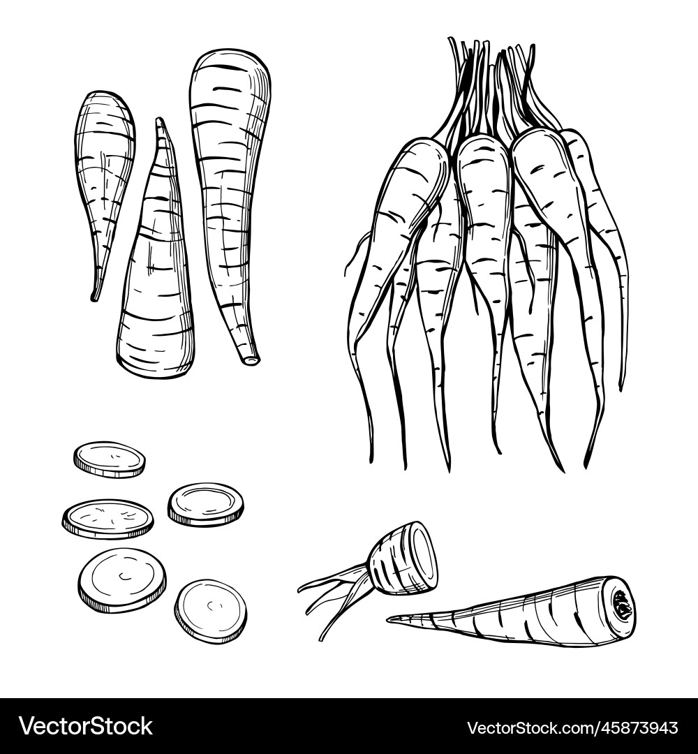 Sketch parsnip vector image