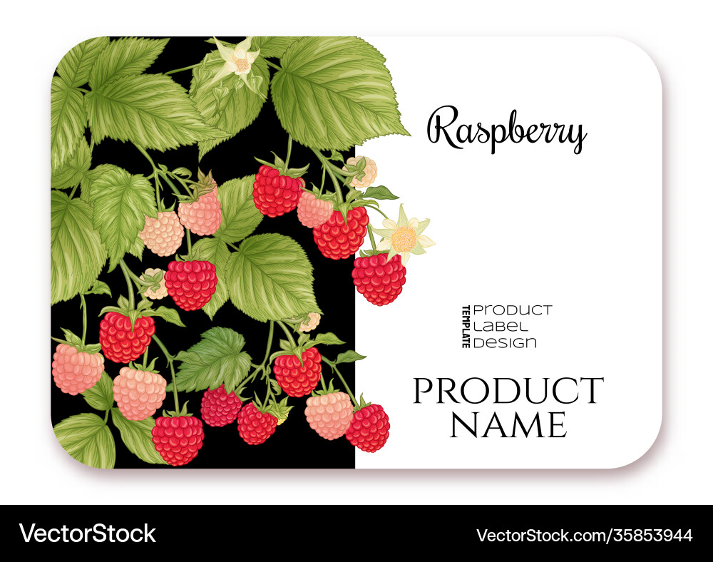 Raspberry ripe berries on branch template Raspberry ripe berries on branch template Vector Image